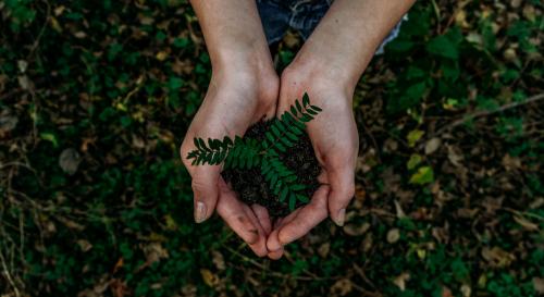 Hands holding a seedling
